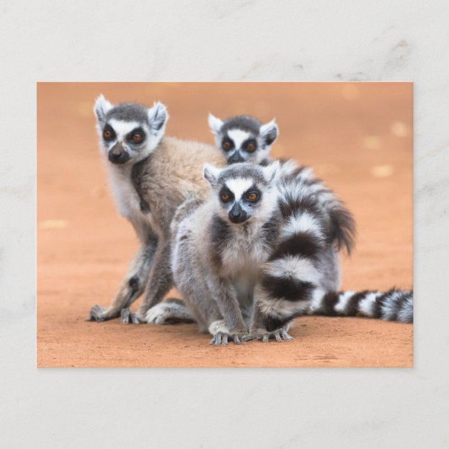 Carte Postale Groupe de lémuriens à queue annelée (Devant)