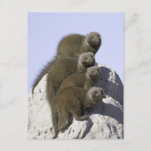 Carte Postale Groupe de mangoustes nains sur une butte termite à