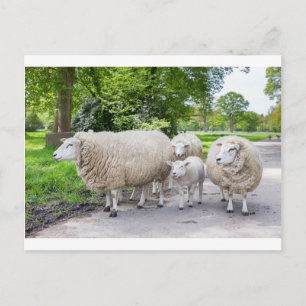 Carte Postale Groupe de moutons et d'agneaux blancs sur route da