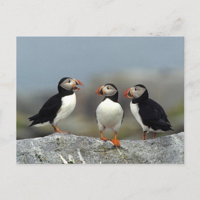 Carte Postale Groupe de Puffin de l'Atlantique (Devant)