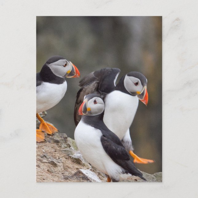 Carte Postale Groupe de Puffins (Devant)