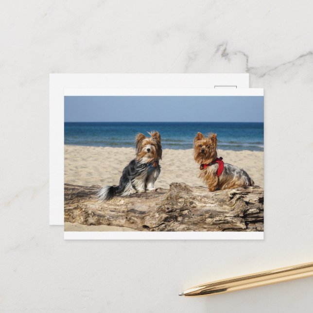 Carte Postale groupe de yorkshire-terrier sur la plage (Devant/Arrière en situation)