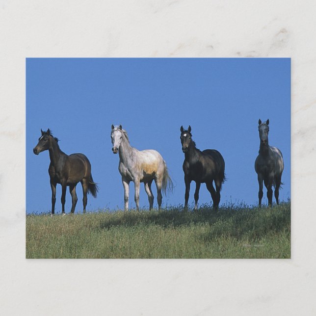 Carte Postale Groupe des Arabes (Devant)