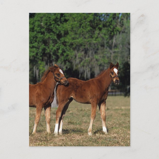 Carte Postale Groupe des poulains de Thoroughbred (Devant)