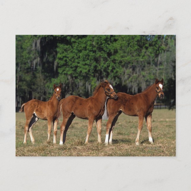 Carte Postale Groupe des poulains de Thoroughbred (Devant)