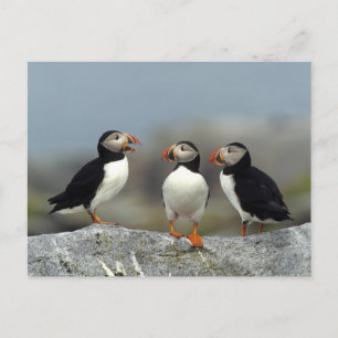 Carte Postale Groupe des Puffins atlantiques