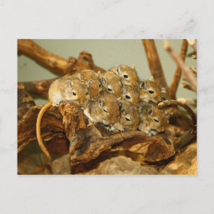 Carte Postale Groupe mongol Gerbils Meriones Unguiculatus