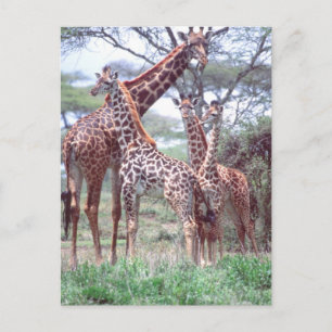 Carte Postale Groupe ou troupeau de girafes avec jeunes, Giraffa