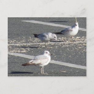 Carte Postale Groupe Seagull