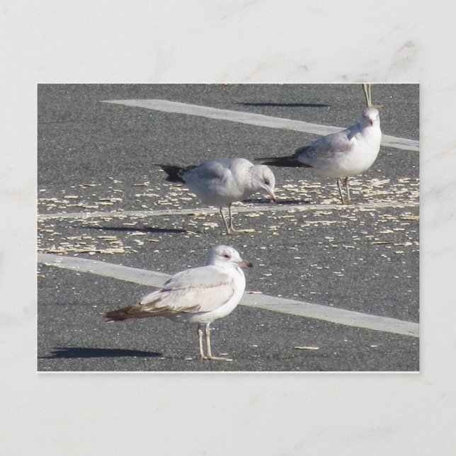 Carte Postale Groupe Seagull (Devant)