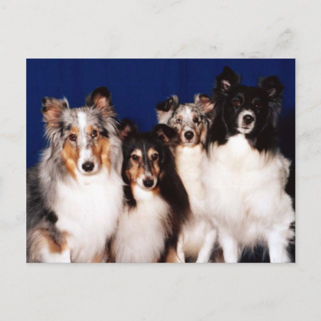 Carte Postale Groupe Sheltie (Devant)