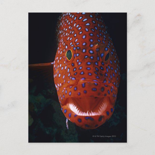 Carte Postale Groupement de bijoux, Cephalopholis miniata (Devant)
