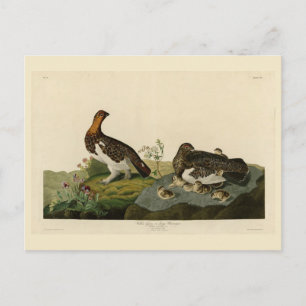 Carte Postale Grous de saule (Grouse) - Oiseaux d'Amérique d'Aud
