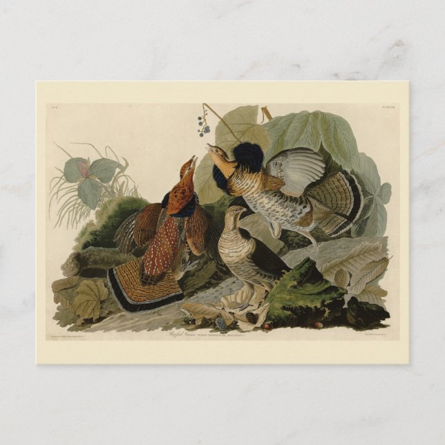 Carte Postale Grouse rouffé - d'Audubon's Birds of America (Devant)