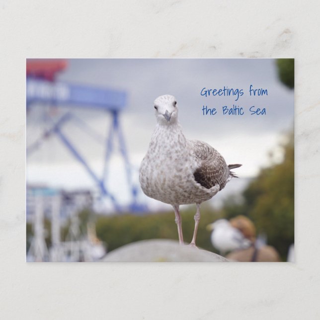 Carte Postale Grüasse von der Ostsee - Möwe (Devant)