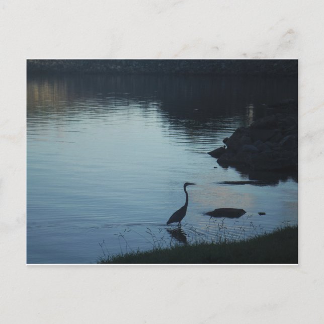 Carte Postale Grue au lac au coucher du soleil (Devant)