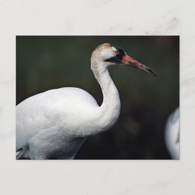 Carte Postale Grue blanche (Devant)