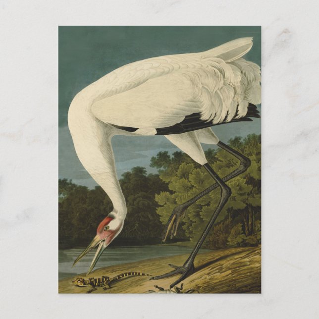 Carte Postale Grue blanche Audubon Peinture d'oiseaux (Devant)
