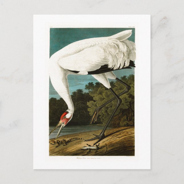 Carte Postale Grue blanche John James Audubon Oiseaux d'Amérique (Devant)