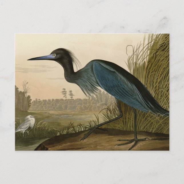 Carte Postale Grue bleue Héron Impression Audubon Art côtier (Devant)