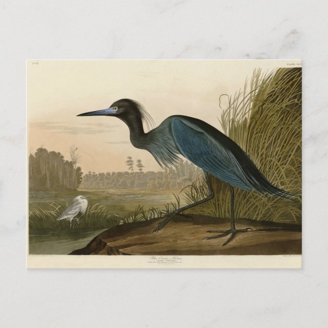 Carte Postale Grue bleue Héron Impression Audubon Art côtier (Devant)