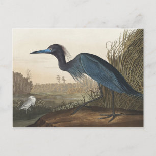 Carte Postale Grue bleue ou héron d'Oiseaux d'Amérique