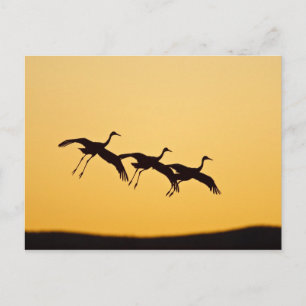Carte Postale Grue de Sandhill atterrissant au coucher du soleil