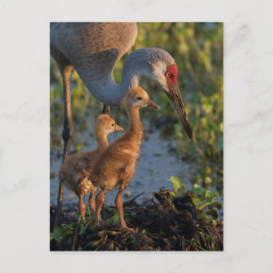 Carte Postale Grue de Sandhill avec poussins, Floride