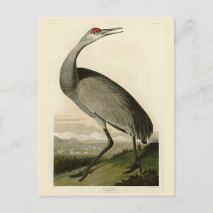 Carte Postale Grue de Sandhill d'Audubon's Birds of America