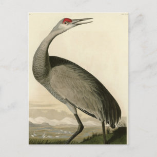 Carte Postale Grue de Sandhill d'Audubon's Birds of America