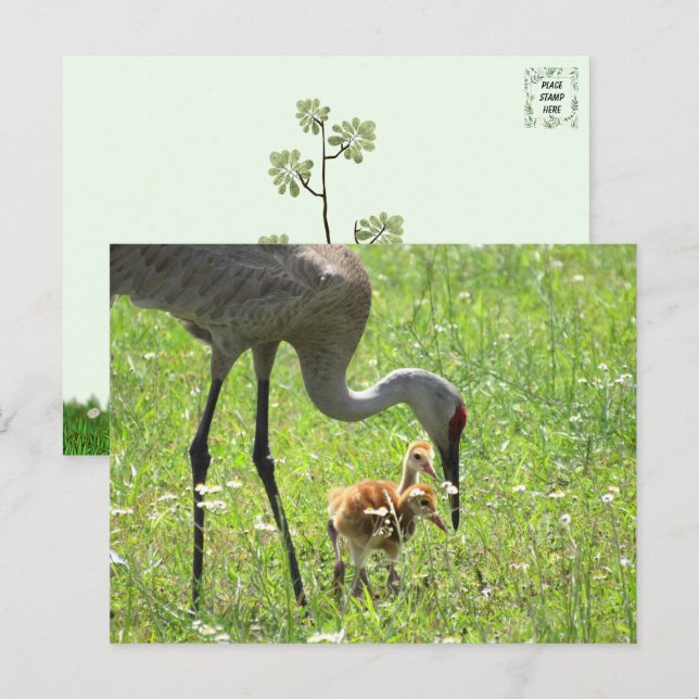 Carte Postale Grue de Sandhill et 2 Colts (poussin) (Devant / Derrière)