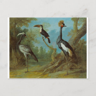 Carte Postale Grue Demoiselle, Toucan et grue touffue