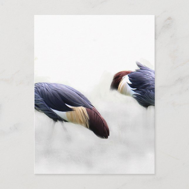Carte Postale grue royale ailes oiseaux plumes (Devant)
