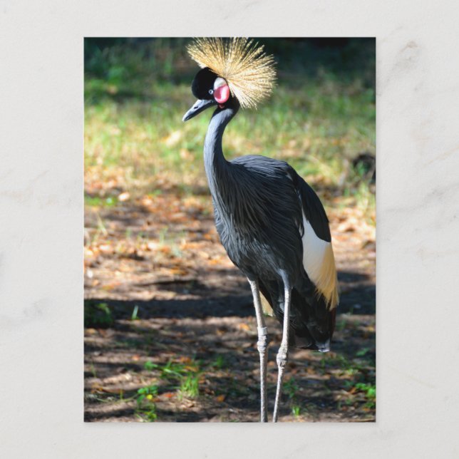 Carte Postale Grue royale d'Afrique de l'Ouest (Devant)