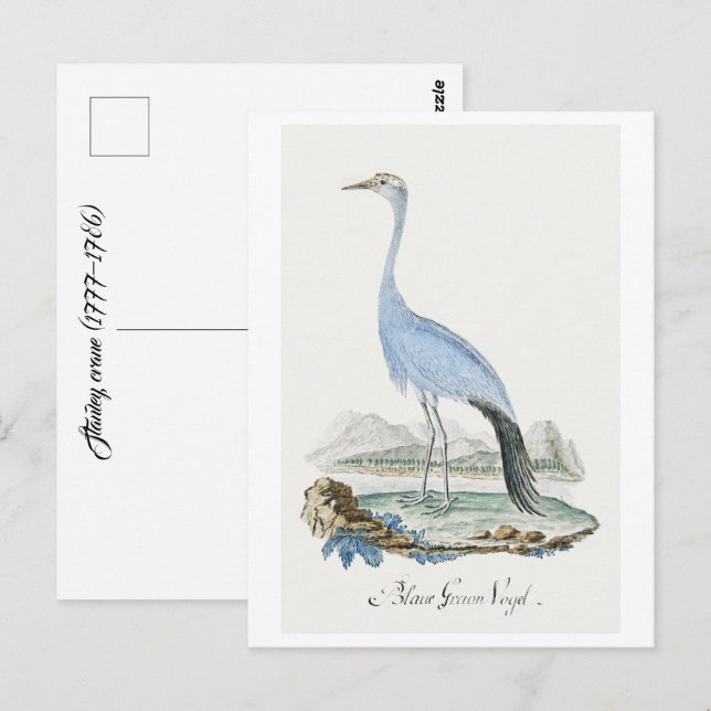 Carte Postale Grue Stanley (1777-1786) (Devant / Derrière)
