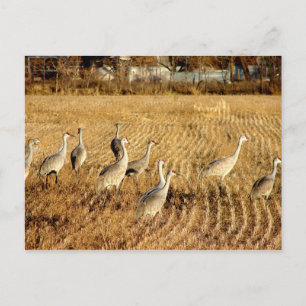 Carte Postale Grues à sable