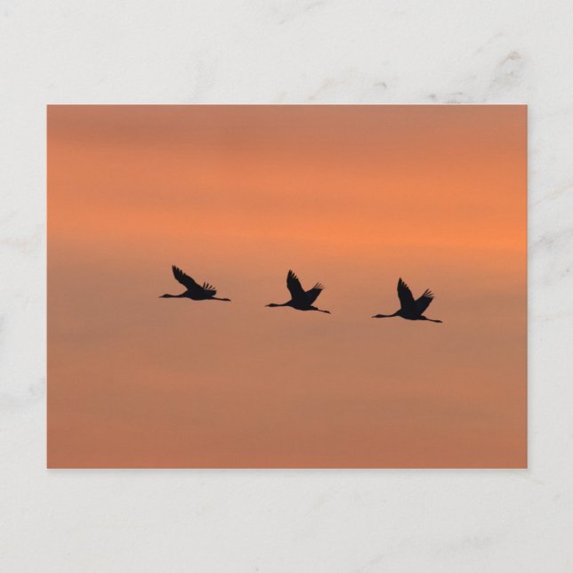 Carte Postale Grues au lever du soleil (Devant)