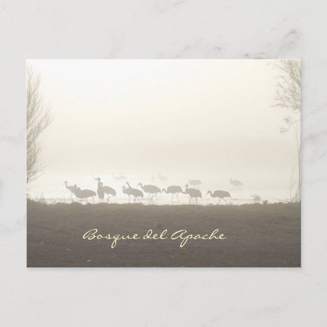 Carte Postale Grues dans la brume Bosque del Apache (Devant)