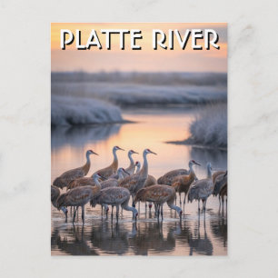 Carte Postale Grues de la rivière Platte Nebraska Voyage