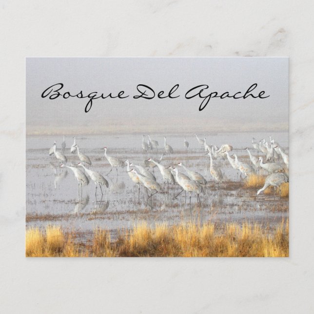Carte Postale Grues de Sandhill, Bosque del Apache (Devant)