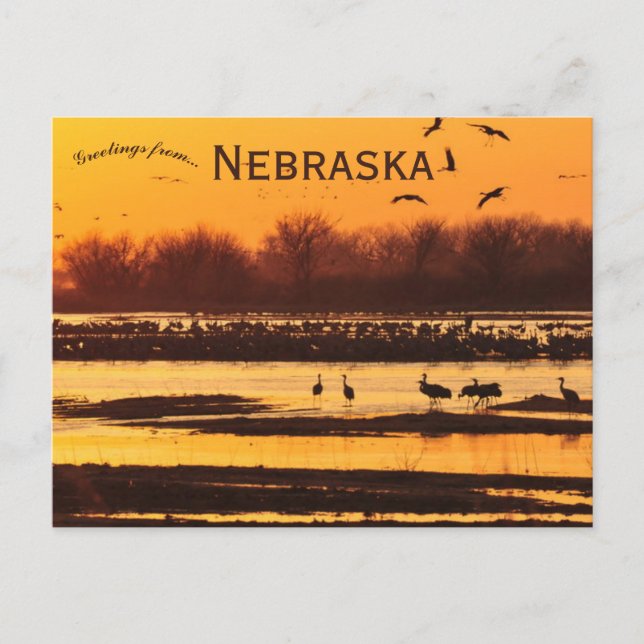 Carte Postale Grues de Sandhill sur Platte River Centre Nebraska (Devant)