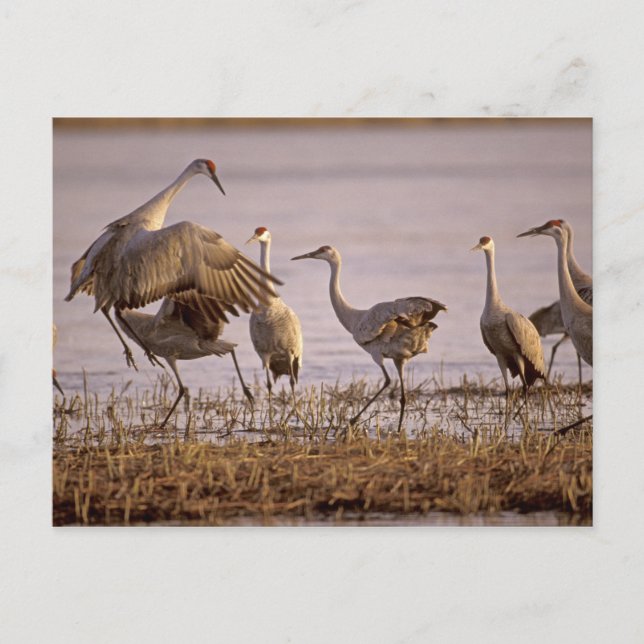 Carte Postale Grues du Canada Grus canadensis) Platte (Devant)