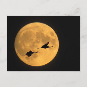 Carte Postale Grues du Canada Réserve nationale de faune