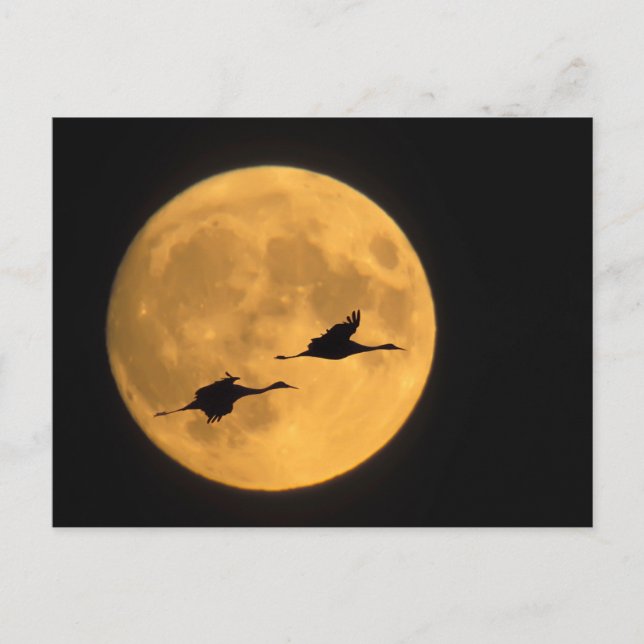 Carte Postale Grues du Canada | Réserve nationale de faune (Devant)