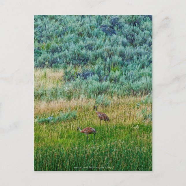 Carte Postale Grues Sandhill (Devant)
