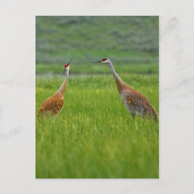 Carte Postale Grues Sandhill (Devant)