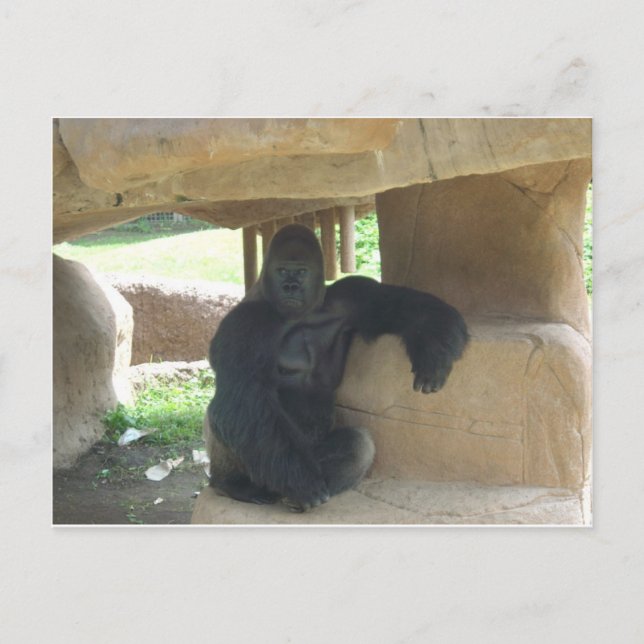 Carte Postale Grumpy Gorilla (Devant)