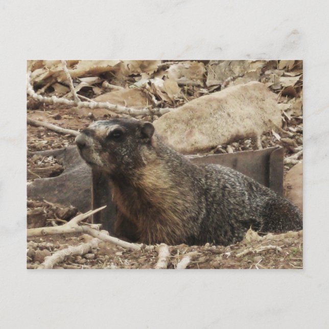 Carte Postale Grumpy Marmot (Devant)