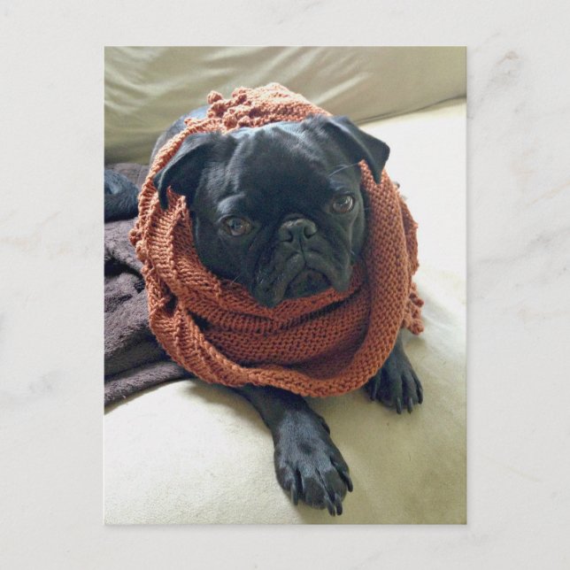Carte Postale Grumpy pug (Devant)