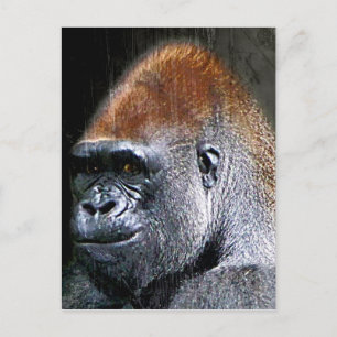 Carte Postale Grunge Lowland Gorilla Gros plan